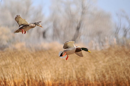 mallard ducks, flying, flight, pair, waterfowl, aquatic, wildlife