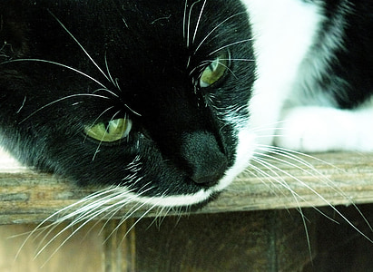 katten, dyr, kjæledyr, svart, innenlands cat, Adidas, dyr verden