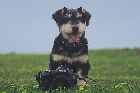 cão, animal, animal de estimação, ao ar livre, grama, câmera, Canon