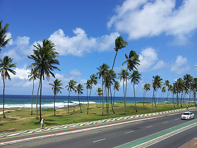 palmiers, plage, océan, mer, paradis, vacances, bord de la route