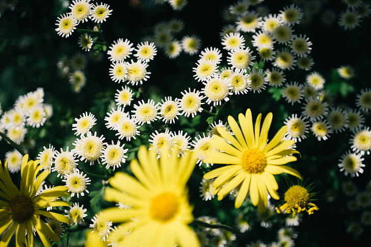 fehér, sárga, virágok, nap, idő, kert, természet