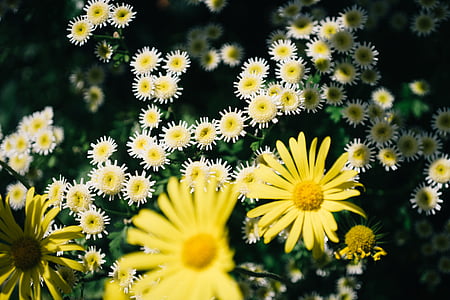 하얀, 노란색, 꽃, 하루, 시간, 정원, 자연