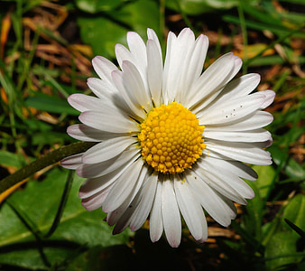 Daisy, Blume, Blüte, Bloom, in der Nähe, Natur, Garten