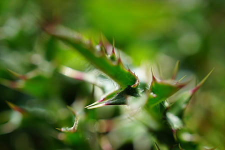 thistle, thorns, macro, close, spur, prickly, plant