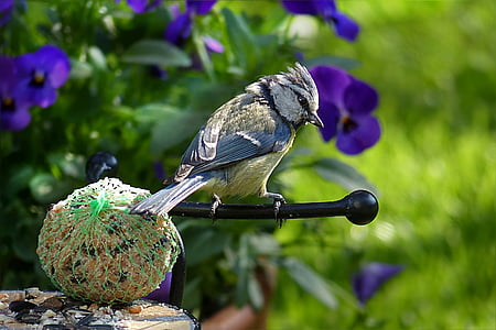 Sýkora modřinka, Parus caeruleus, pták, mladý, smývání, zahrada
