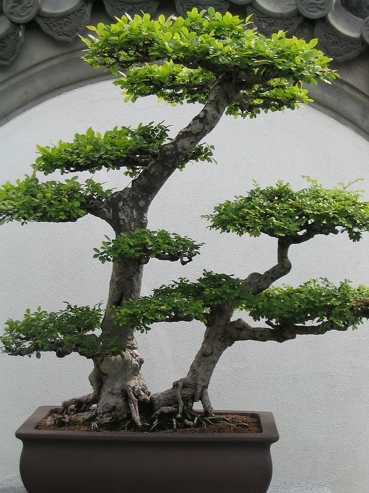 Bonsai, árbol de los bonsais, pequeño, árbol, planta, verde, hojas