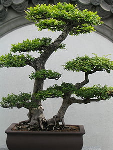 Bonsai, Bonsai tree, väike, puu, taim, roheline, lehed