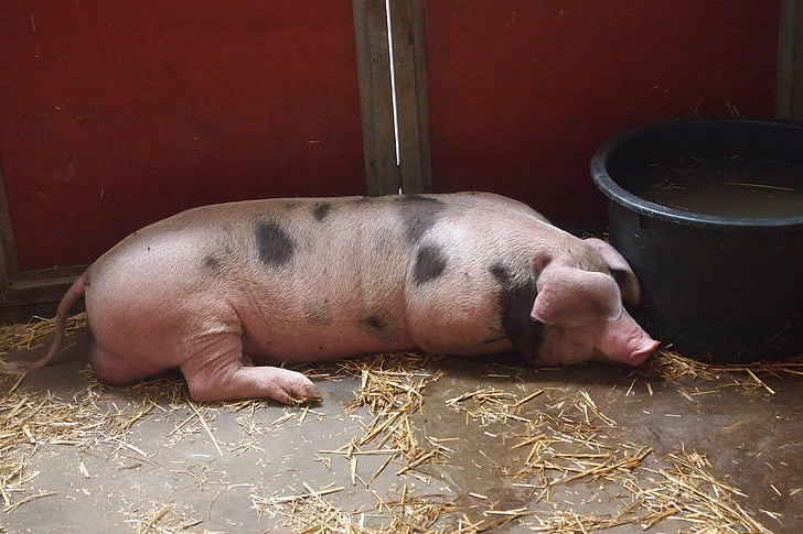 pig, stable, farm
