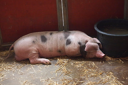 babi, stabil, pertanian