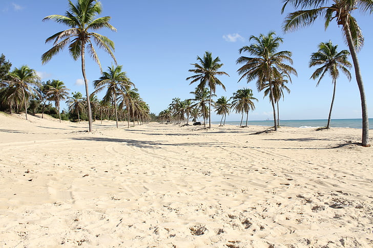 cietoksnis, pludmale, kokosriekstu koki, svētku dienas, eventide, Sol, Beira mar