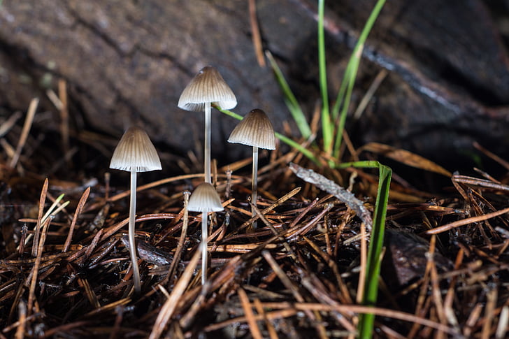 mushrooms, grass, color, autumn, brown, green, snagit