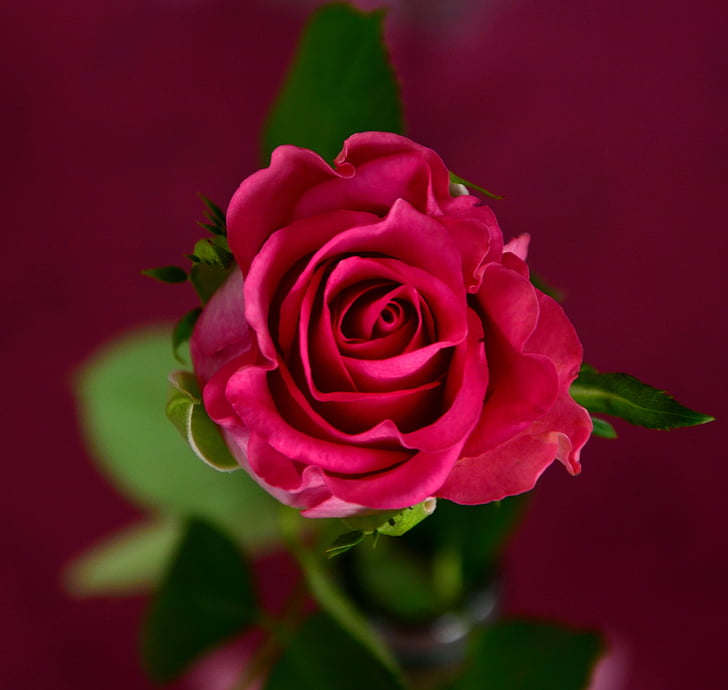 Bloom, Blüte, Blume, rote Rosen, Rosen