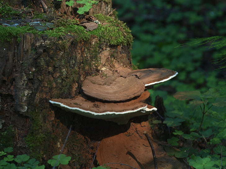 fungo de material inflamável, coto, floresta, fungo de árvore, natureza, musgo