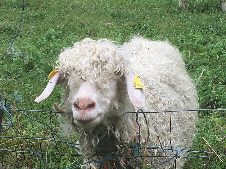 sheep, meadow, france