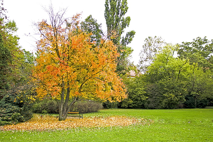 ősz, szín, sárga, fa, levelek, arany ősz, őszi lombozat