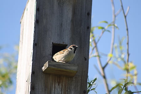 musim semi, alam, Birdhouse, Sparrow, burung, terhadap langit