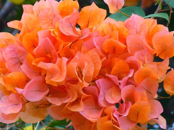Bouganville, Bougainvillea, fiore, arancio, pianta, Blossom, Bloom