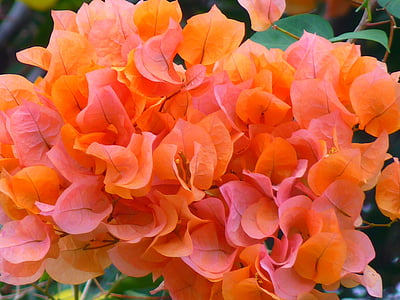 bouganville, bougainvillea, flower, orange, plant, blossom, bloom