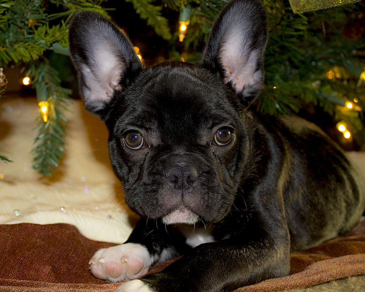 puppy, christmas, french, breed, doggy, canine, cute