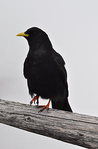 bergdohle, ceucă, corbul, pasăre, alpin, negru, lemn