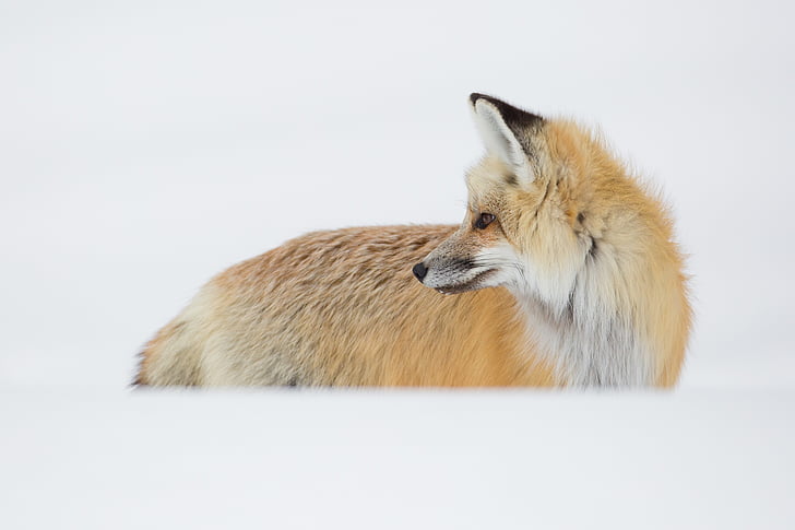 red fox, Портрет, Смотреть, Дикая природа, Природа, снег, Зима