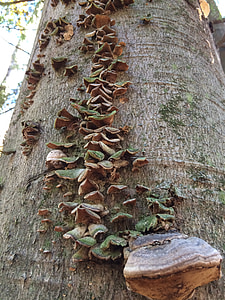 fungus, trees, nature, mushroom, wood, bark, growth