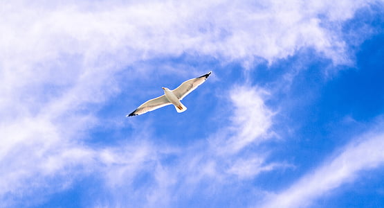 gull, animal, flying, wings, dom, bird, sky