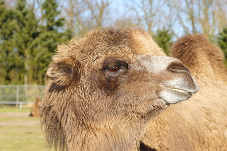 Camel, bruin, hoofd, oog, bont, schattig, gezicht
