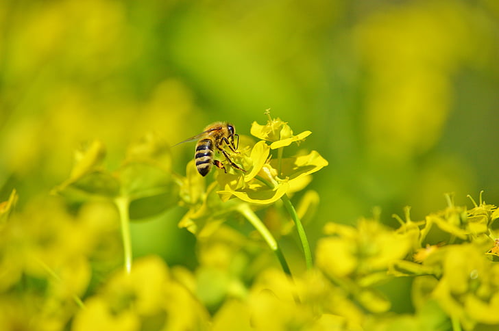 пчела, насекоми, Блосъм, Блум, опрашване, цветен прашец, нектар