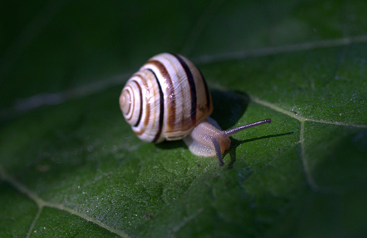 snail, leaf, wet, shell, light, nature, garden
