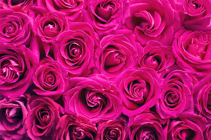 pink roses, roses, background, backdrop, pink, romance, romantic