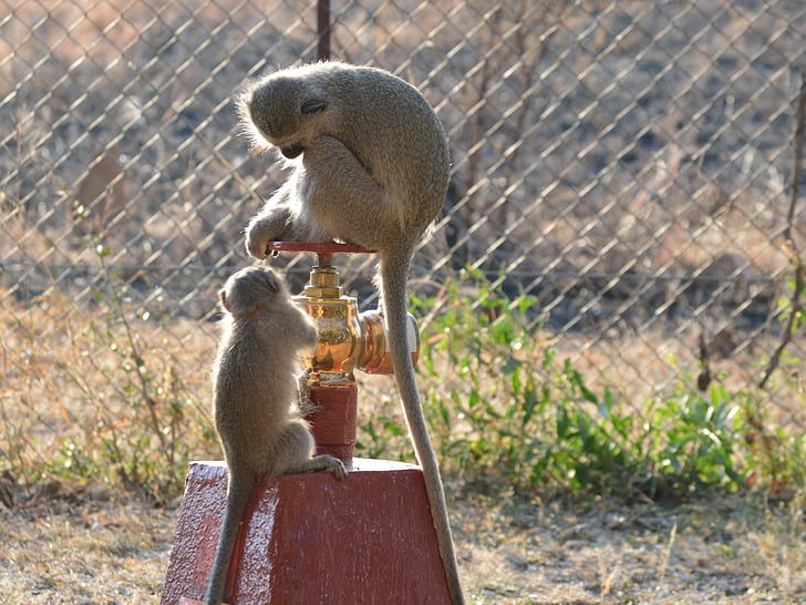 velvet monkey, hydrant, wild animals, zoo, drinking