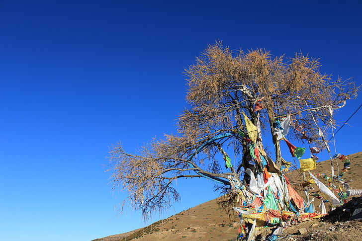 drapeaux de prières, arbre, dans les zones tibétaines