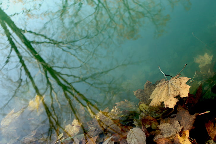 agua, hojas, sombra, reflexión, sumergido, otoño, caída