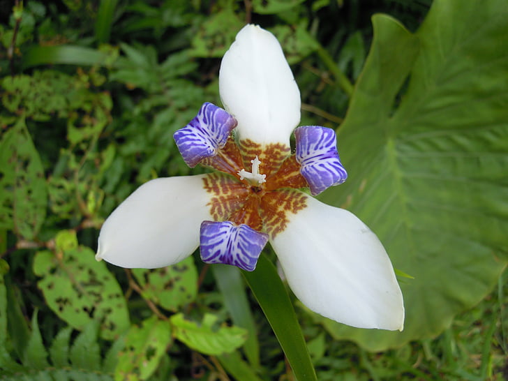 Iris, kwiat, Sun ming shan, wiosna, Natura, roślina, Płatek