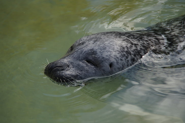 Robbe, Seal, zwemmen, water, meeresbewohner, zoogdier, dierentuin
