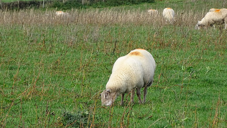 domba, rumput, bidang