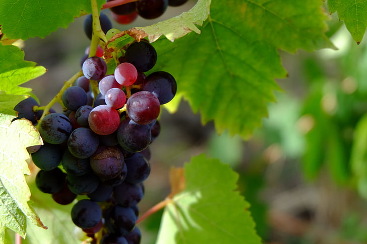 vīnogas, augļi, daba, autunm, savākti, vīnogu, vīnogulāju