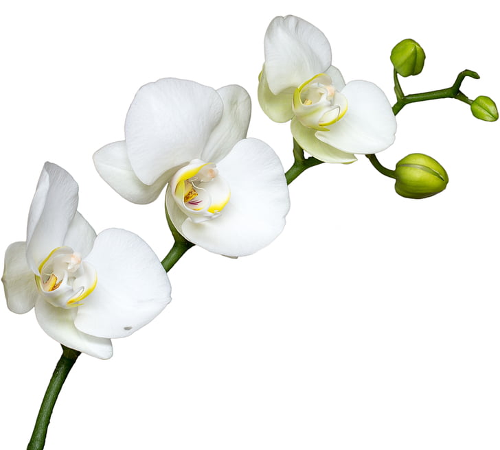 gėlė, balta gėlė, makro, orchidėja, žydėti, baltas fonas, iškirpti