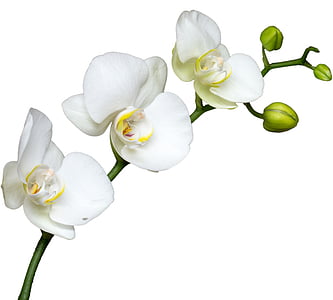 cvijet, bijeli cvijet, makronaredbe, orhideja, cvatu, bijela pozadina, izrezati