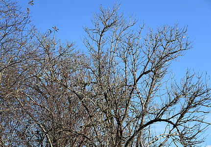 Syksy, puu, Kahl, blätterlos, marraskuuta, paljas puun, pieni kulma view