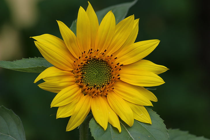 Slunečnice, žlutý květ, Příroda, květ, léto, makro, žlutá byla