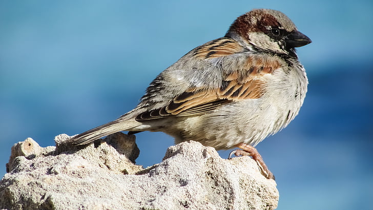 Sparrow, burung, satwa liar, bulu, alam, hewan, Manis