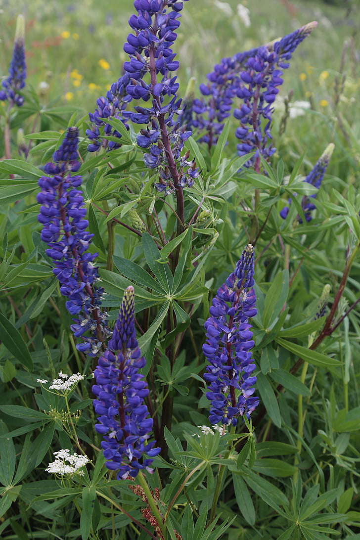 lupinien, flora, flower, plant, close, violet