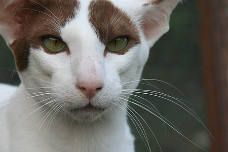 котка, очите, ориенталска късокосместа, кожа, очарователен, Уважаеми, животни