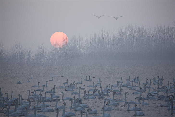 Swan, Răsărit de soare, Riverside, păsări, ceaţă road, frumusete, natire