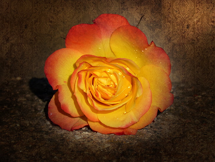 Rosa, szirmok, Sárga Rózsa, grunge, textúra, szépség, Vintage