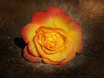 Rosa, lístkov, žlté ruže, Grunge, textúra, krása, Vintage