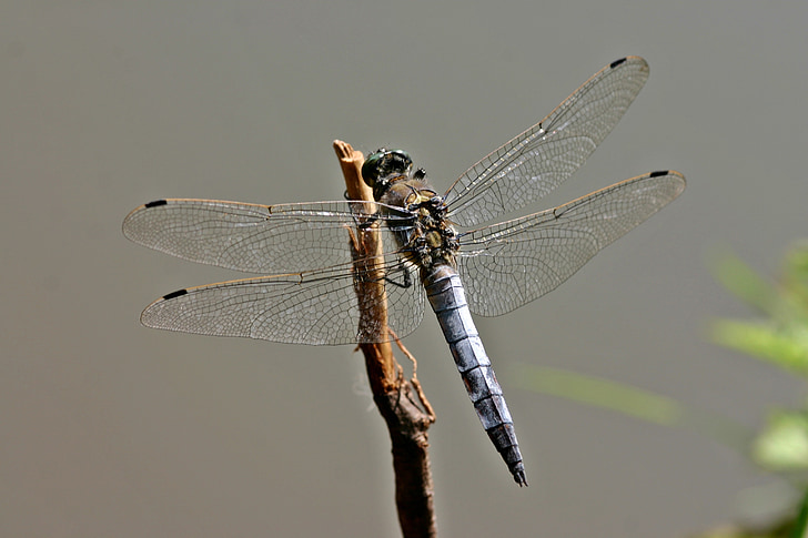 Dragonfly, purjetamine dragonfly, orthetrum cancellatum, suur blaupfeil, mehed, putukate, tiib
