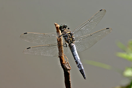 Dragonfly, zeilen dragonfly, Orthetrum cancellatum, grote blaupfeil, mannetjes, insect, vleugel